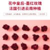 Чай з троянд ліофілізований Yunnan Ink Red Rose 20бутонів — изображение 5