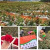 Чай з троянд ліофілізований Yunnan Ink Red Rose 20бутонів — изображение 3