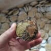 Білий чай 8г Коричневий гірський зі старого дерева від Ботанік 2023р - Зображення 4